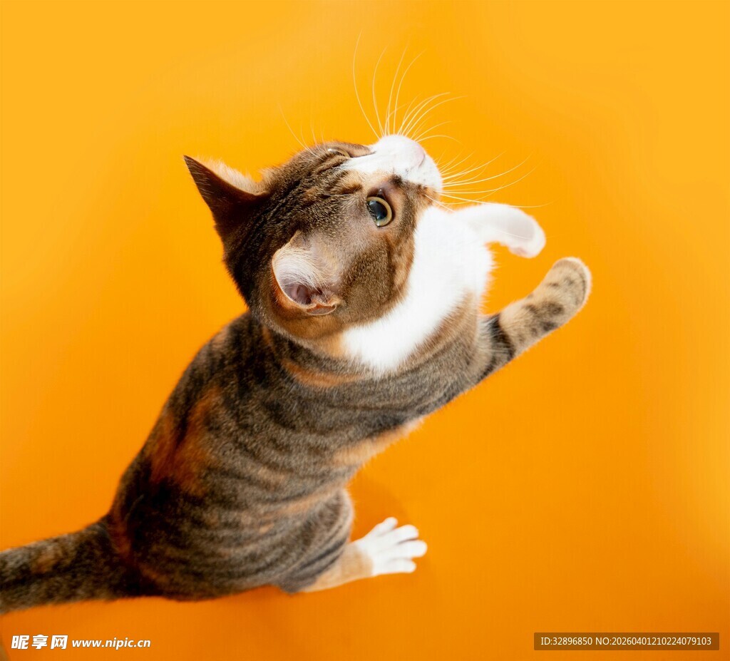 活泼猫咪跃起玩逗猫棒