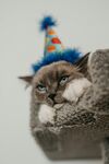 戴派对帽的慵懒猫咪