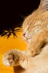 酣睡的橘猫