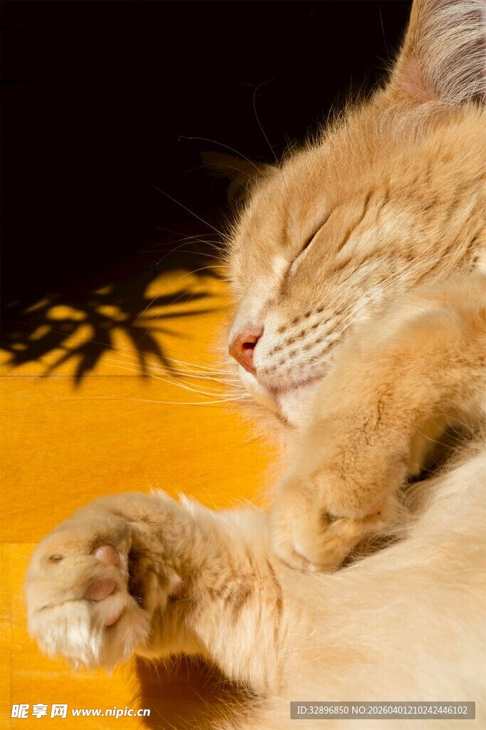 酣睡的橘猫
