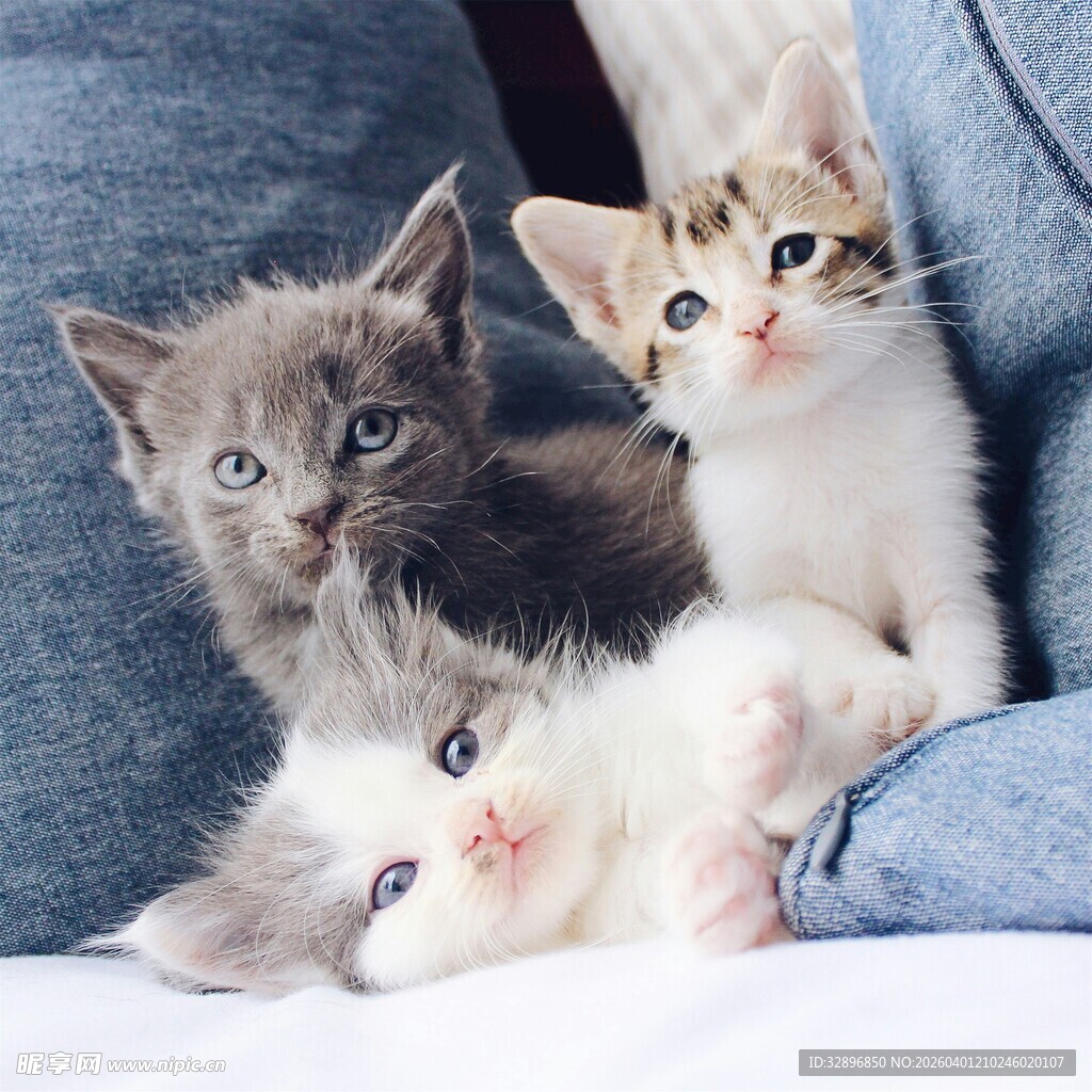 三只萌小猫依偎在怀中
