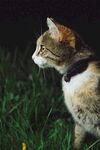 草地上的戴项圈猫咪