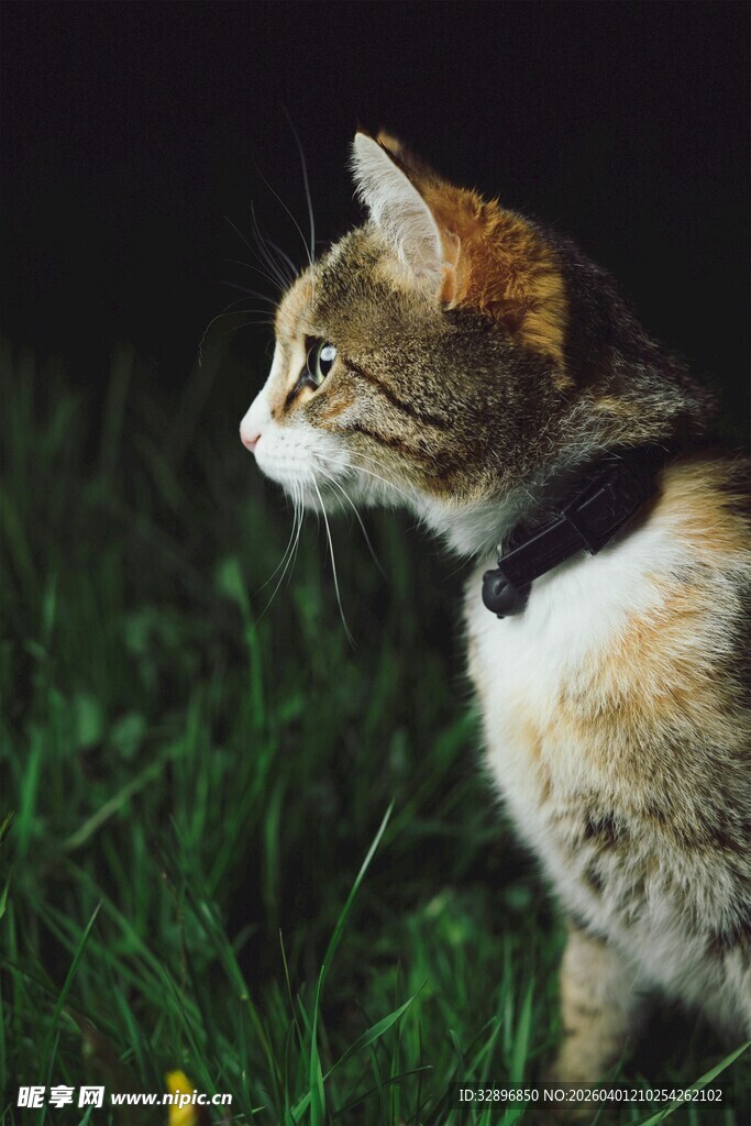 草地上的戴项圈猫咪