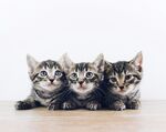 三只可爱小猫咪