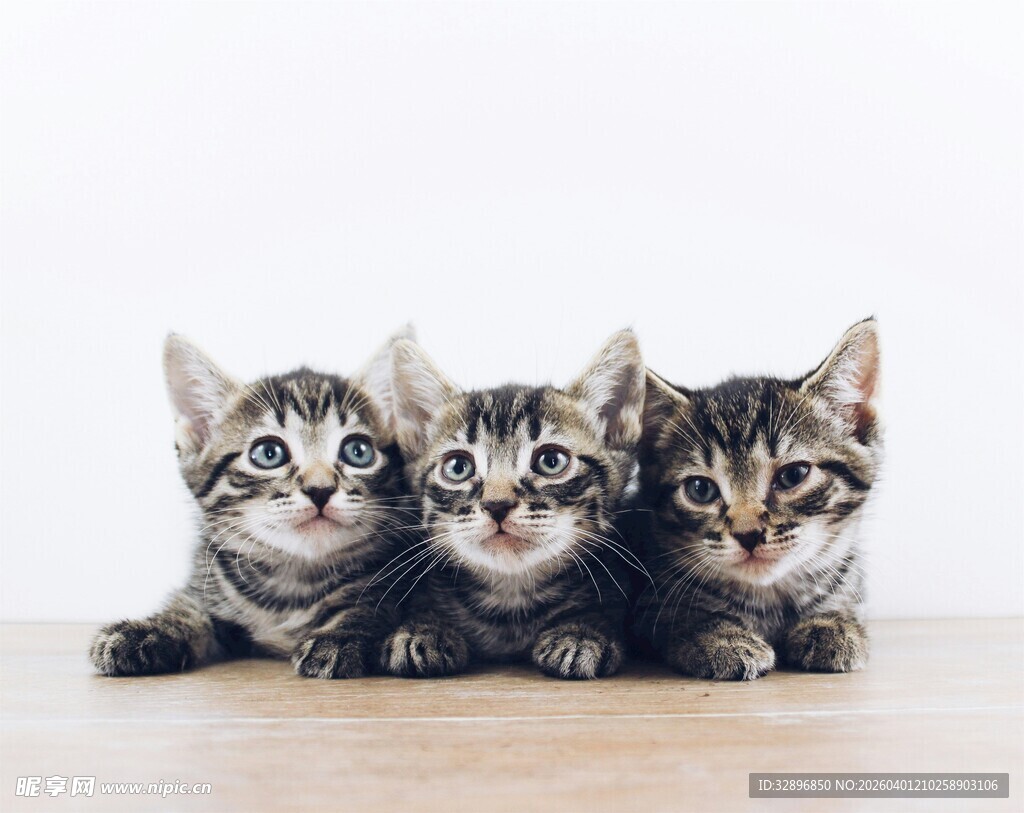 三只可爱小猫咪