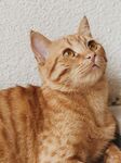 橘猫仰头凝视