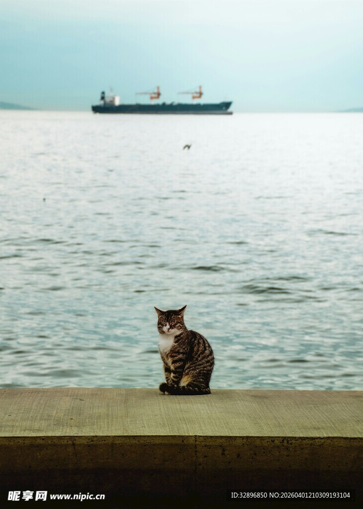 海边猫咪眺望远方船只