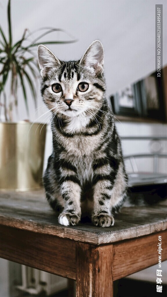 可爱条纹猫端坐木桌