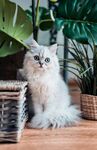 长毛猫咪静坐在绿植旁