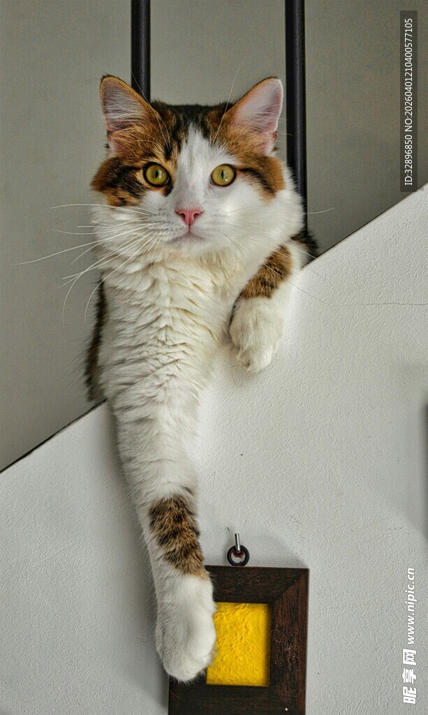猫咪扒墙俏皮模样