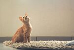 橘猫端坐地毯仰头望