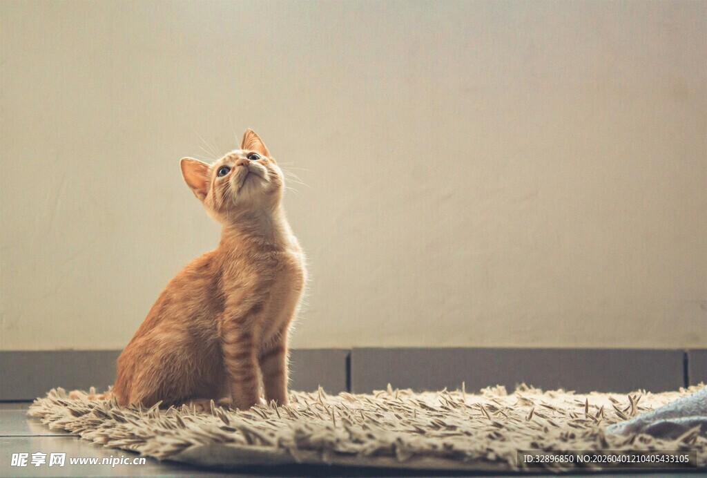 橘猫端坐地毯仰头望