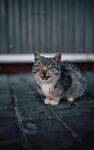 张嘴小猫萌态尽显