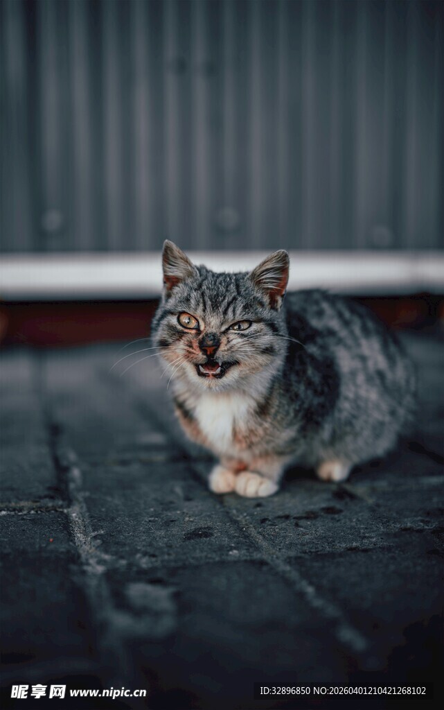 张嘴小猫萌态尽显