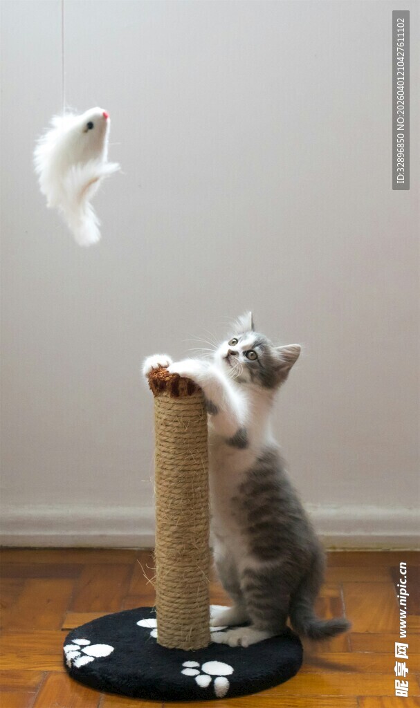 小猫玩逗猫棒超萌瞬间