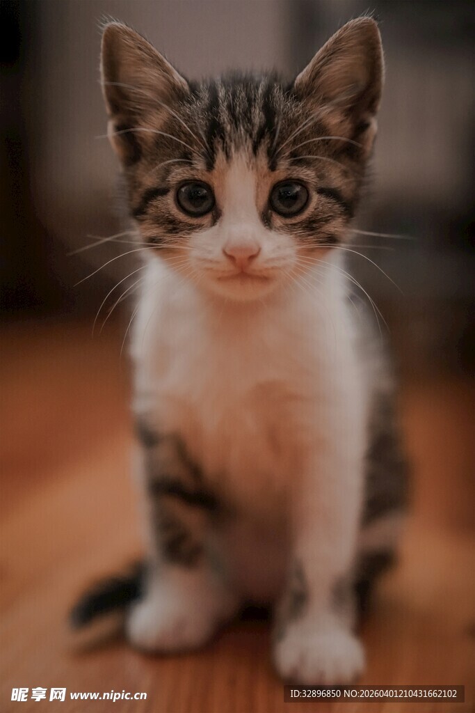 可爱小猫咪坐于木面