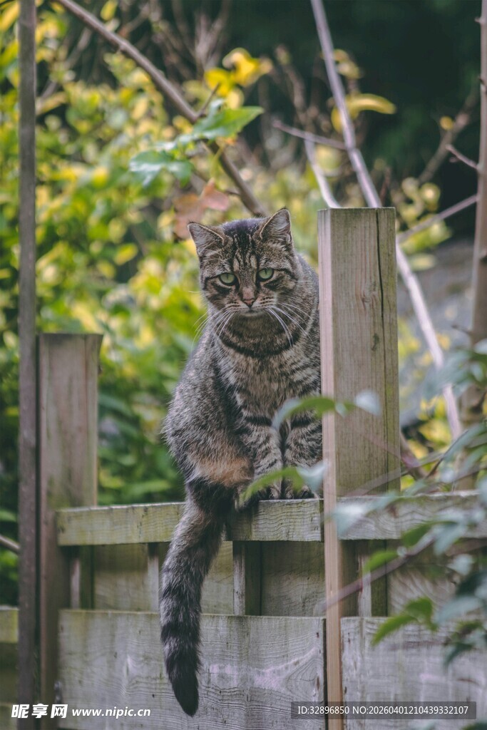树上的狸花猫