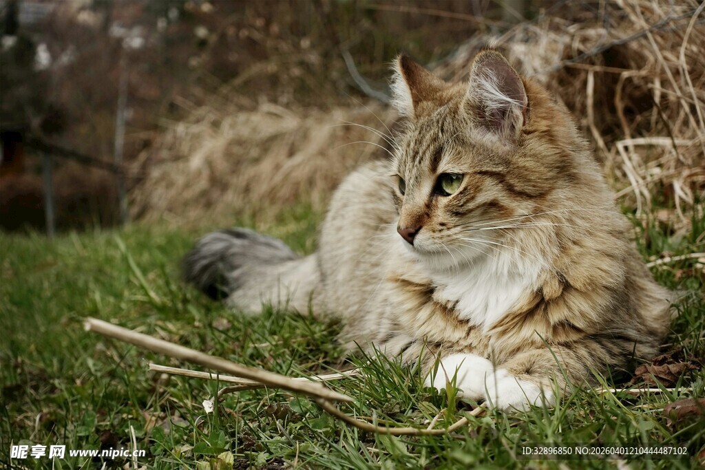 草地上的长毛猫