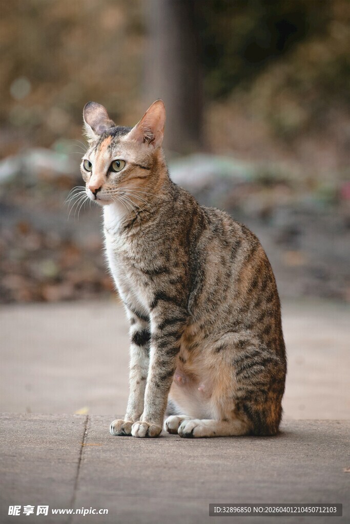 户外独坐的斑纹猫咪
