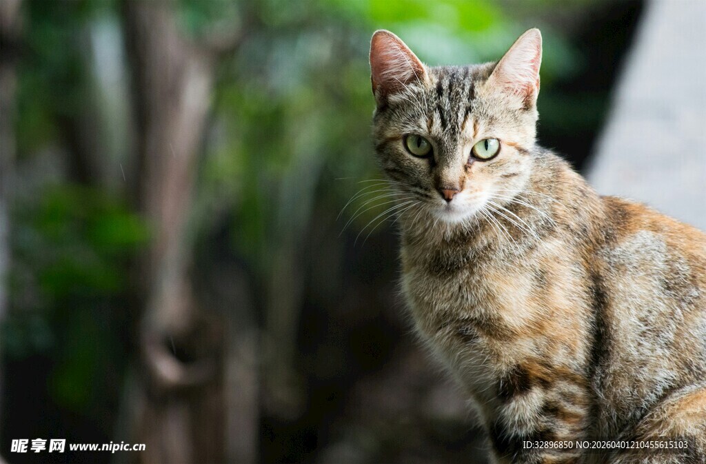 户外中的花纹猫咪
