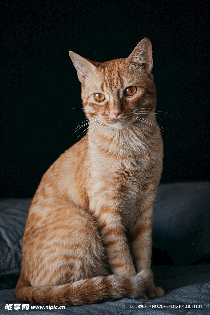 橘猫端坐
