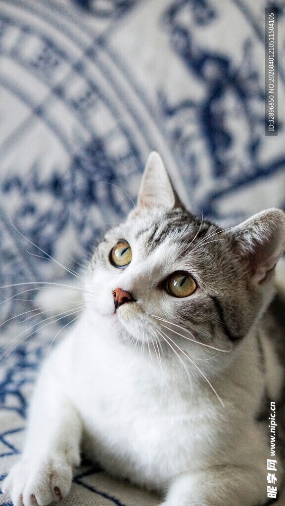 可爱猫咪抬头望