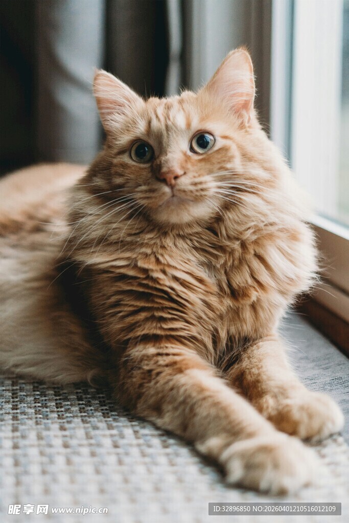 长毛橘猫惬意躺卧