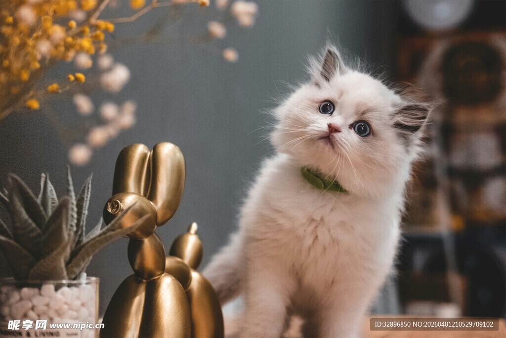 可爱小猫配精致摆件