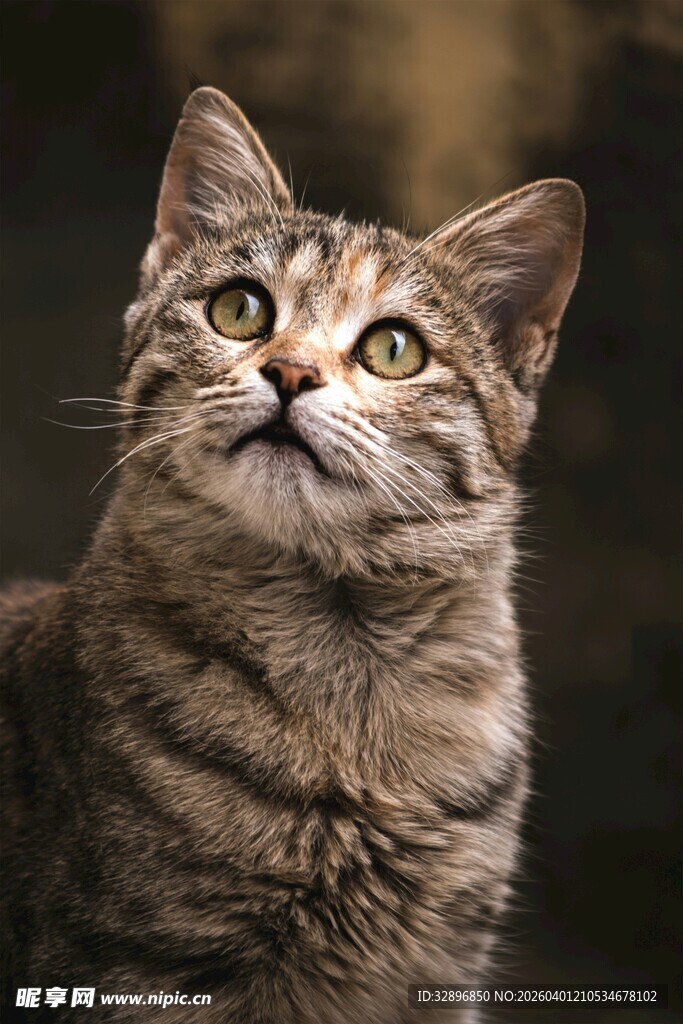 仰望的条纹猫咪