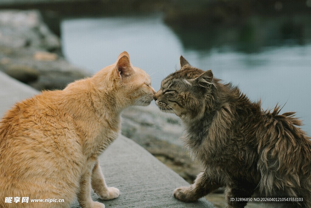 两只猫咪亲昵对视