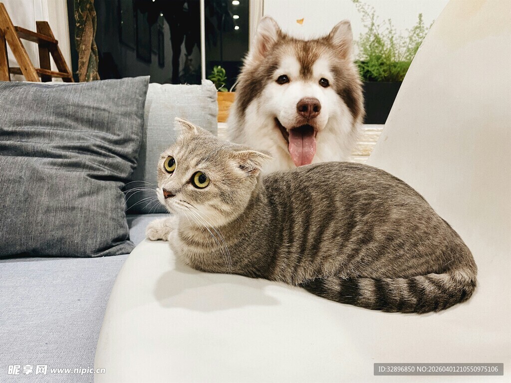 沙发上的猫咪与狗狗