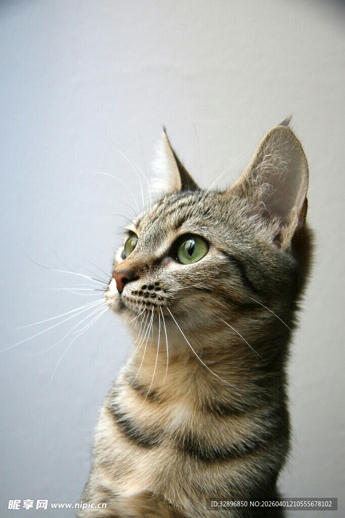 可爱条纹猫抬头凝望