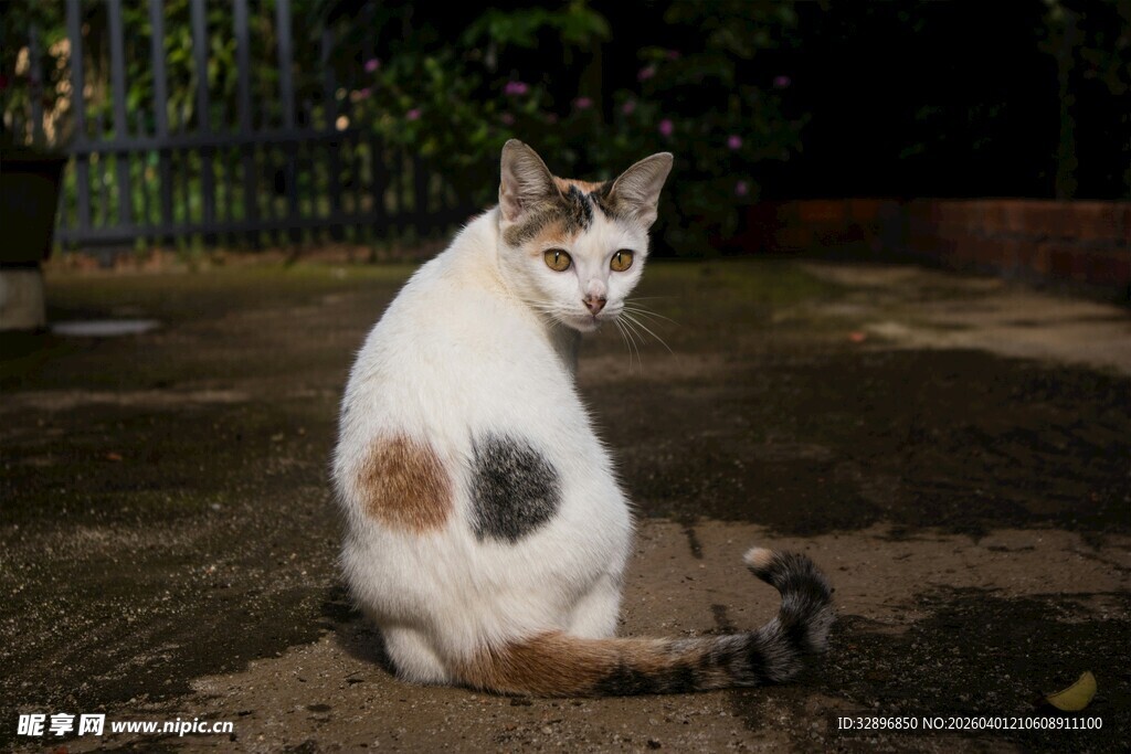 坐地的花猫