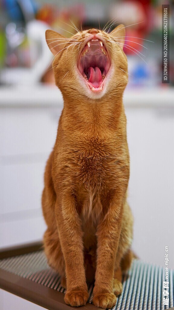 打哈欠的橘猫