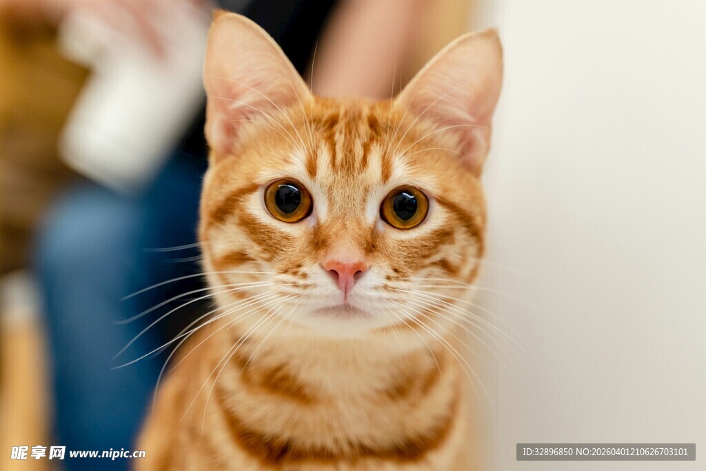 可爱橘猫特写