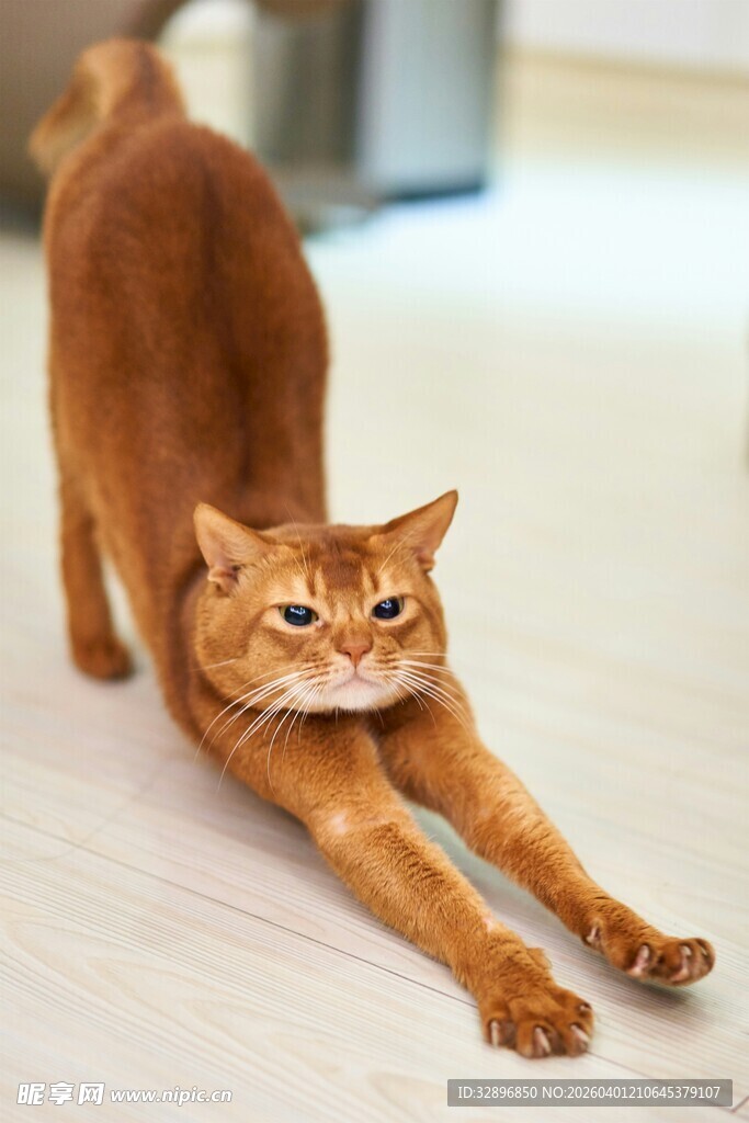 伸懒腰的橘猫