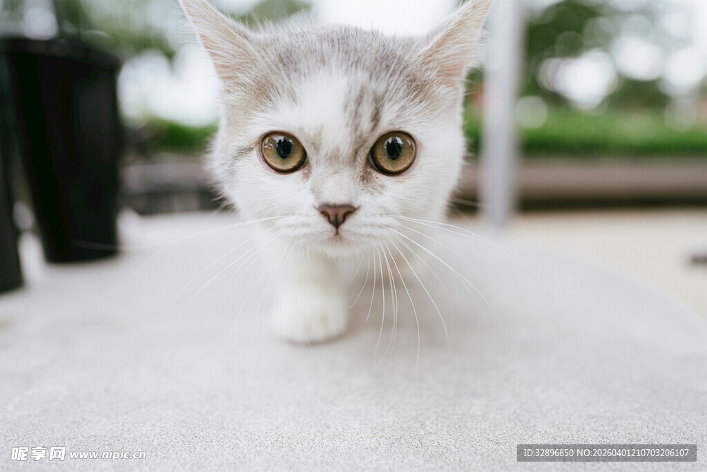 可爱灰白小猫好奇凝视