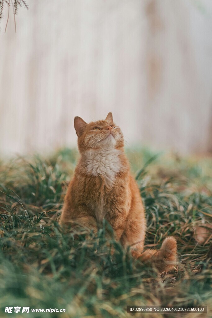 草地上的橘猫仰头凝望