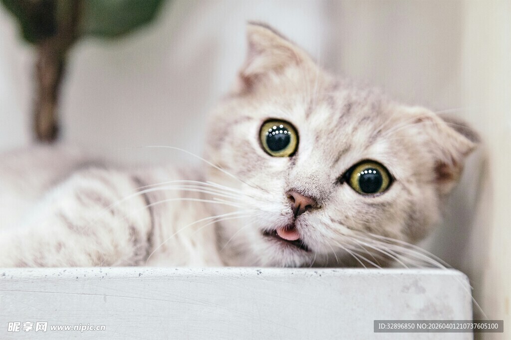 可爱猫咪好奇张望