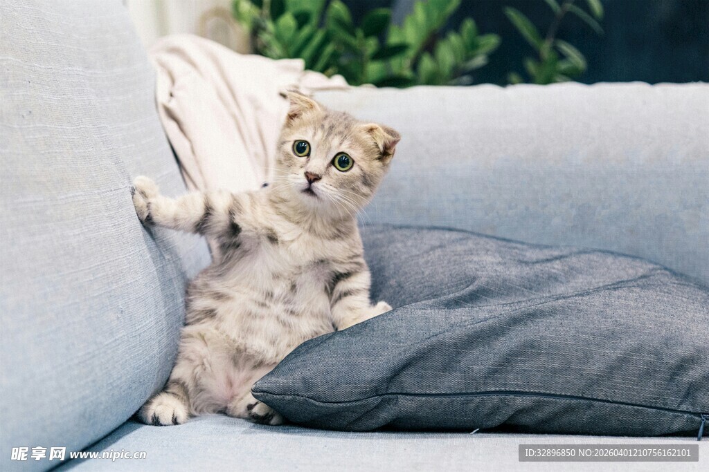 沙发上好奇张望的小猫咪