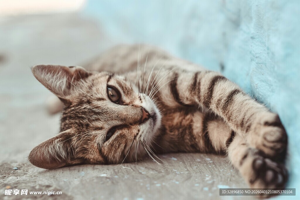 慵懒猫咪惬意躺卧