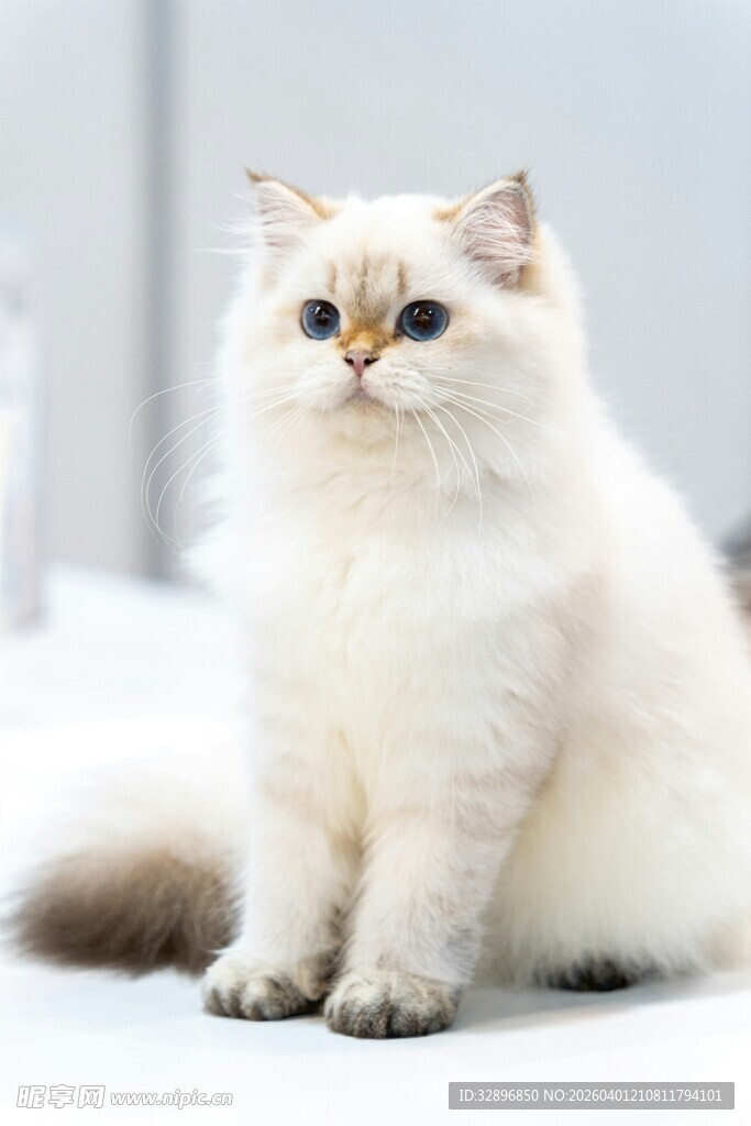 可爱长毛猫咪乖巧端坐