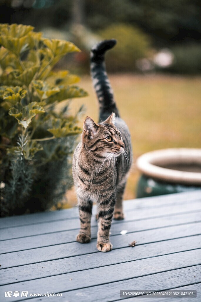 小猫在木栈道上悠闲漫步