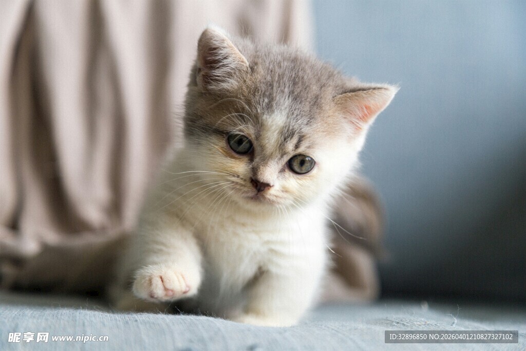 可爱小奶猫伸出小爪子