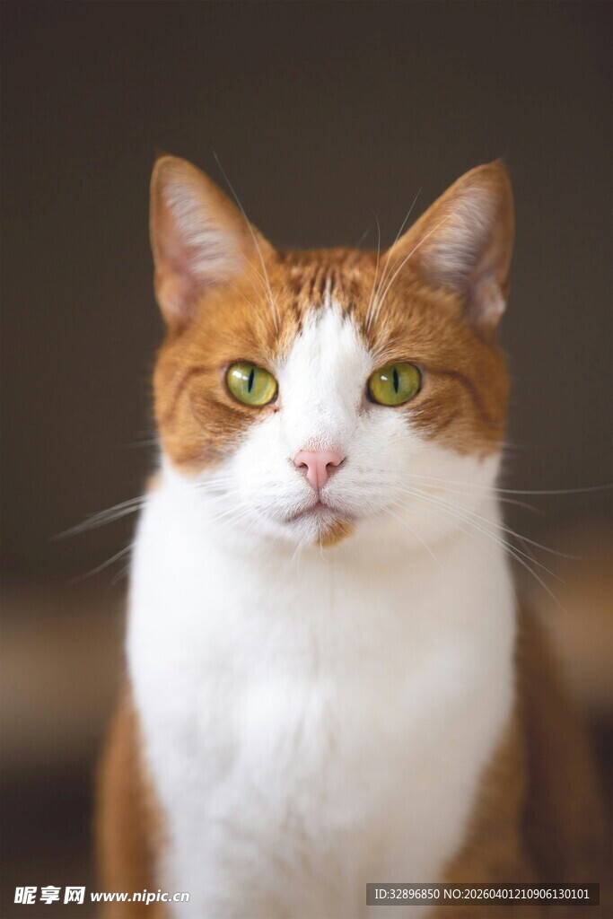 橙白相间猫咪的特写