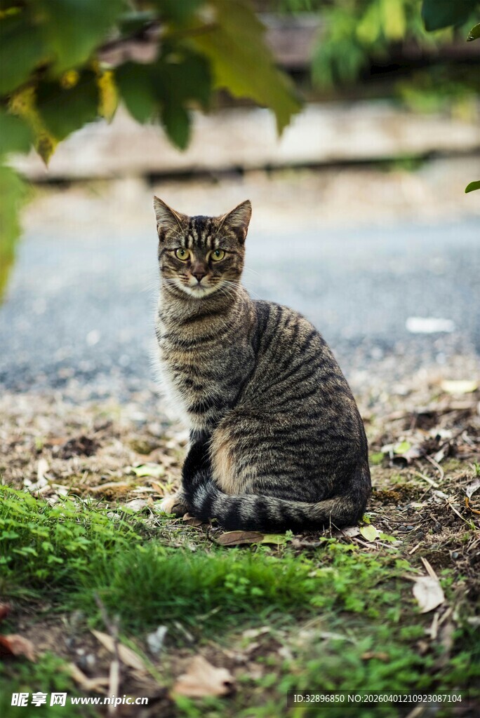 草地上的可爱小猫咪