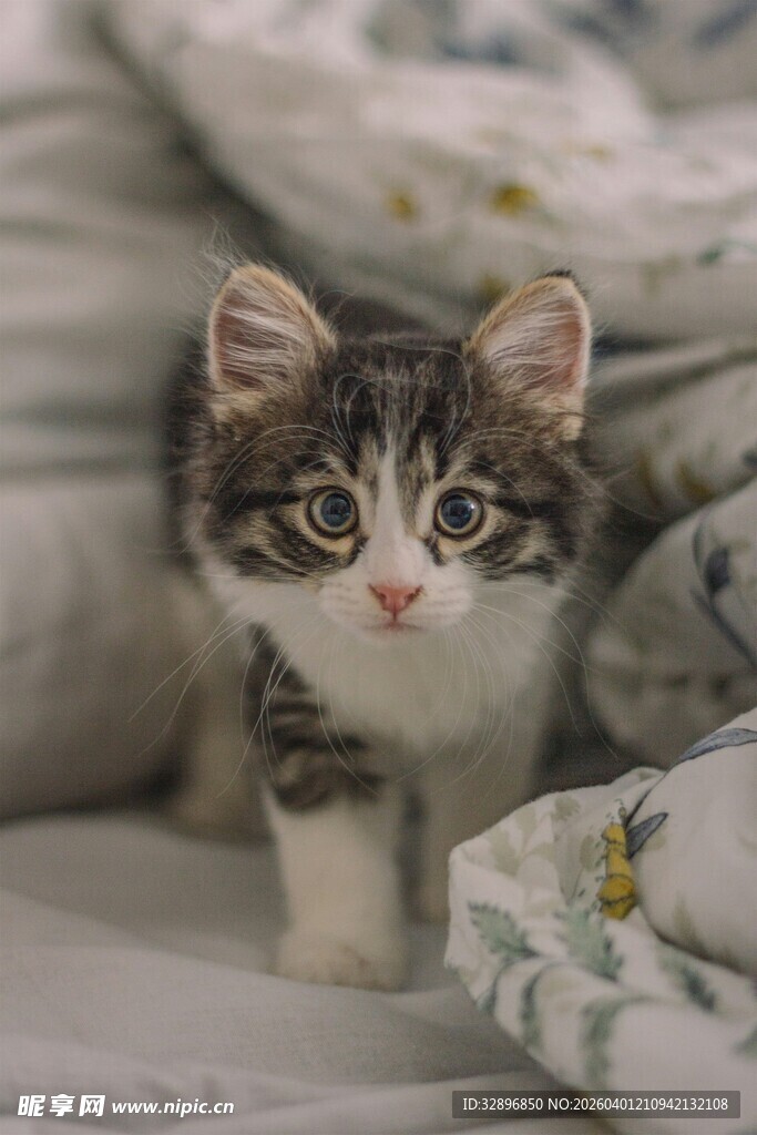 可爱小猫咪在柔软被褥上