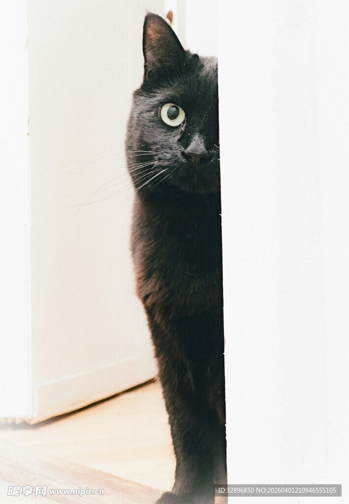 黑猫躲门后好奇张望
