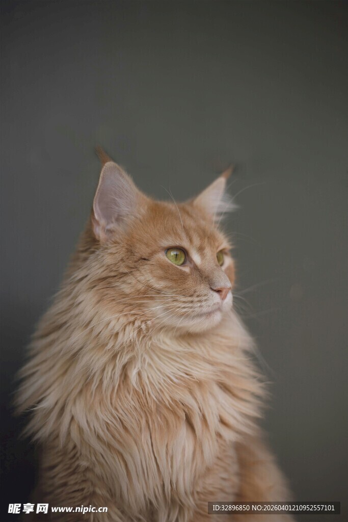长毛猫侧头凝视瞬间