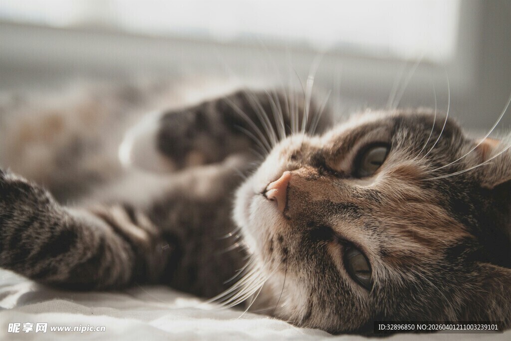 慵懒猫咪惬意躺卧
